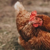 Qué es el virus H5N2, relacionado con la primera muerte humana por gripe aviar en el mundo