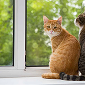 La ciencia asegura que esta es la raza de gato más longeva tras analizar a 8.000 felinos