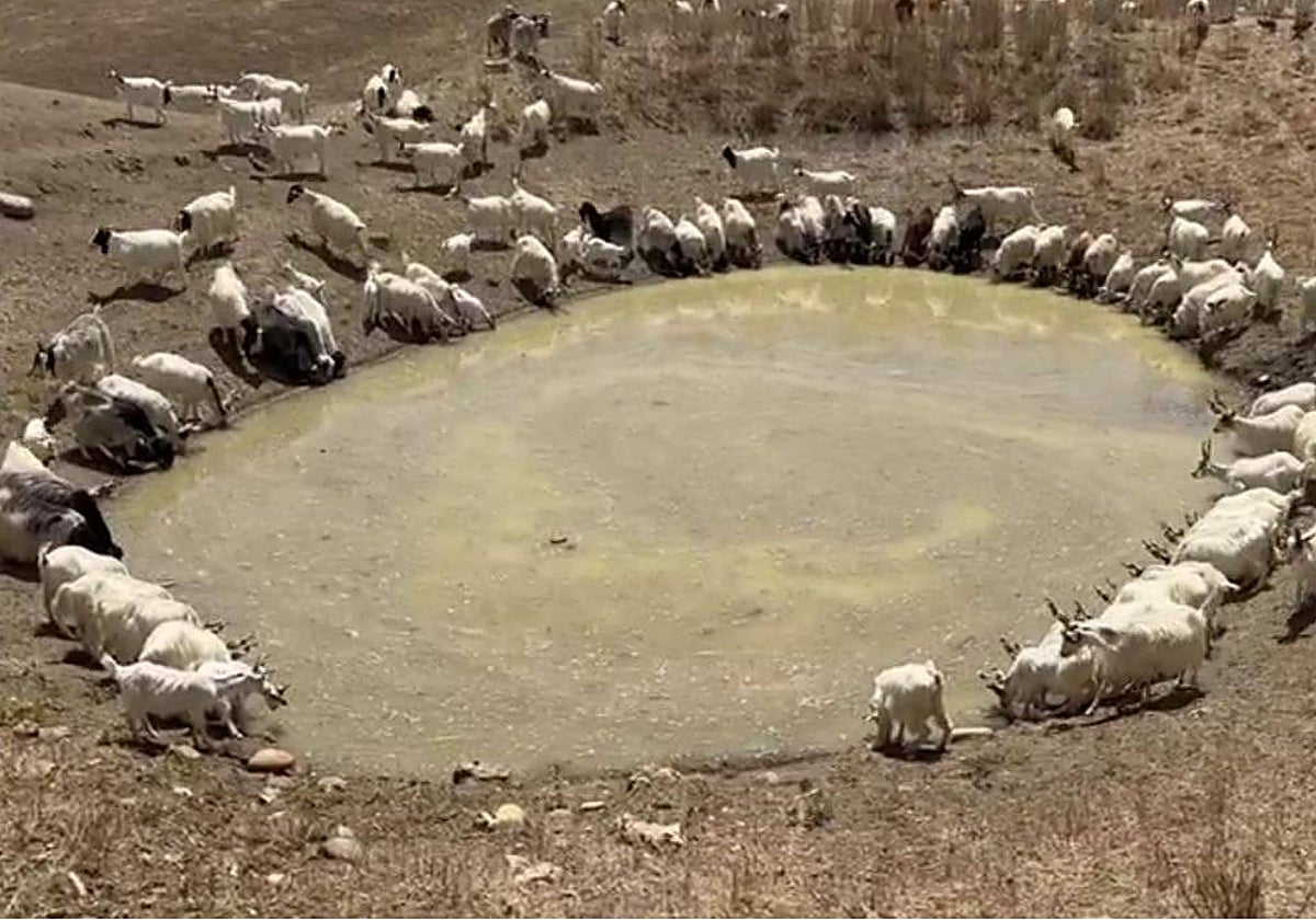 Imagen de una rebaño de cabras intentado beber de un charco en Italia