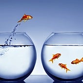 Estas son las claves de cómo cuidar de tus peces en las vacaciones de verano