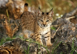 El lince ibérico deja de estar en peligro de extinción