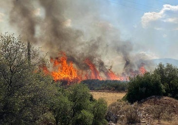 Los incendios en Grecia se cobran su primera víctima mortal