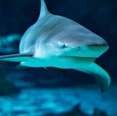 Estas son las playas de España dónde hay más posibilidades de que aparezcan tiburones
