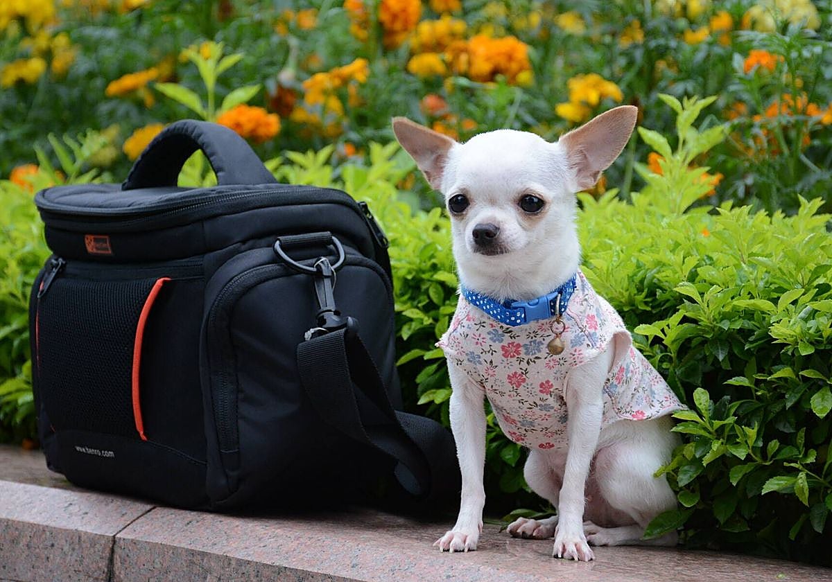 Qué cosas debe contener la maleta de nuestro perro para las vacaciones de verano
