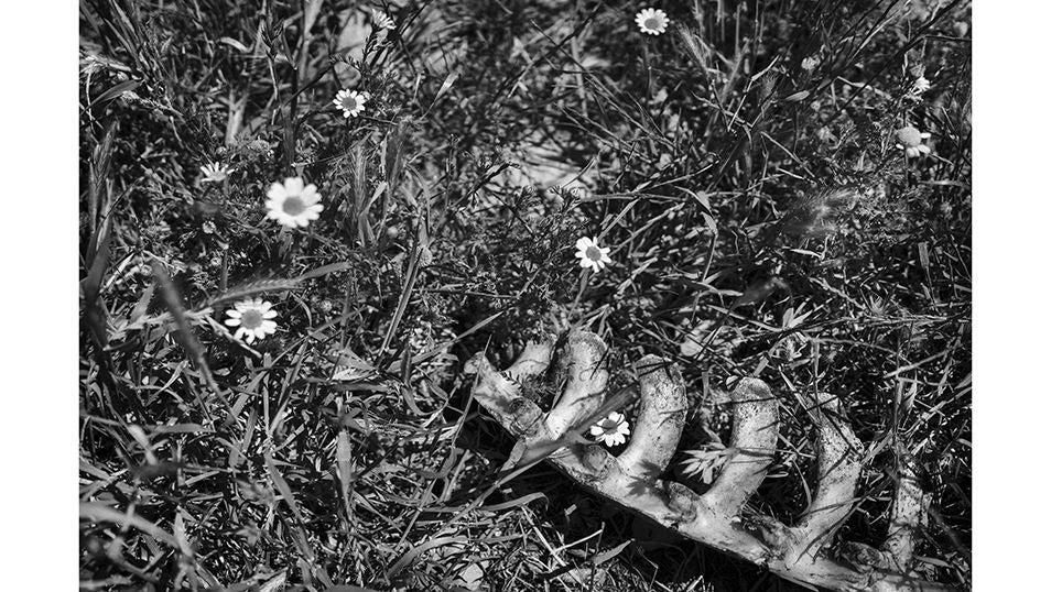 Detalle del alimento de los Buitres Negros, Leonados, Alimoches y Quebrantahuesos en el interior de un muladar gestionado por la fundación Trenca