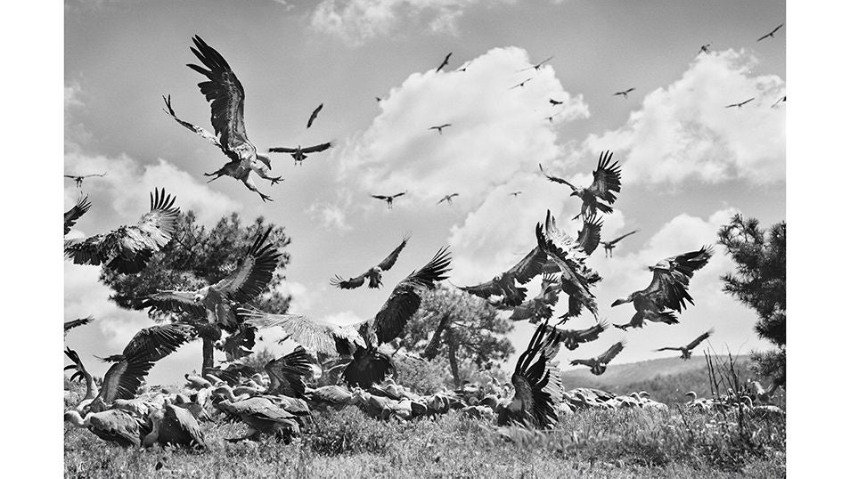 Buitres Negros, Leonados, Alimoches y Quebrantahuesos se alimentan en el interior de un muladar gestionado por la fundación Trenca