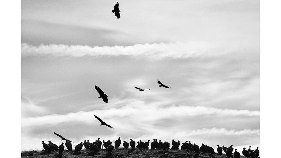 El Pirineo leridano experimenta una recuperación de las poblaciones de buitres 