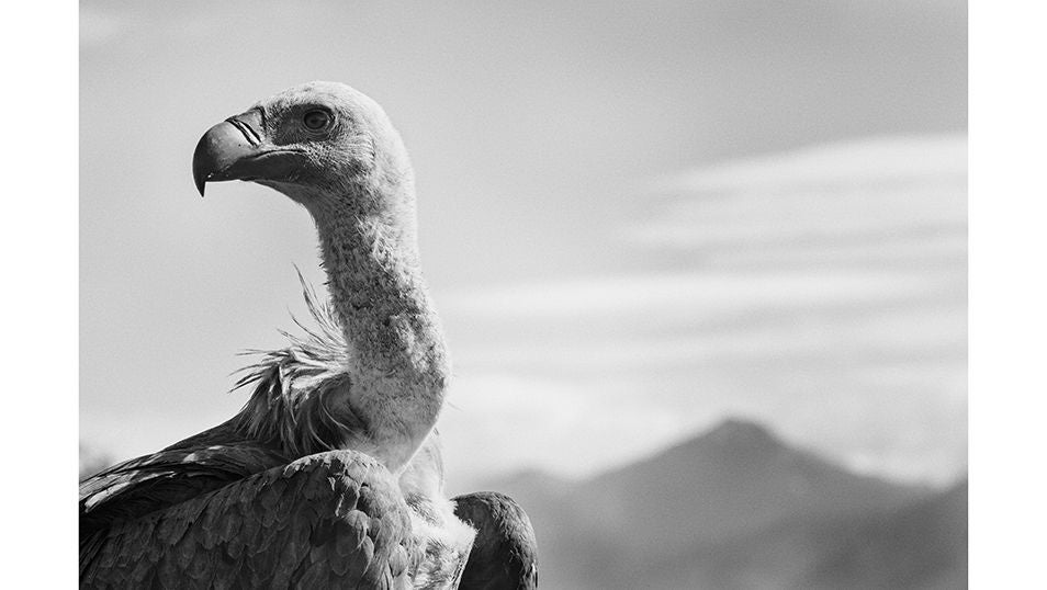 La silueta de la cordillera pirenaica se dibuja al fondo tras la mirada de una de las aves que sobrevuelan sus cumbres