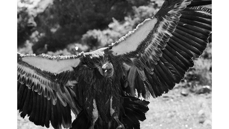 Un individuo abre sus alas sobre el muladar gestionado por la fundación Trenca 