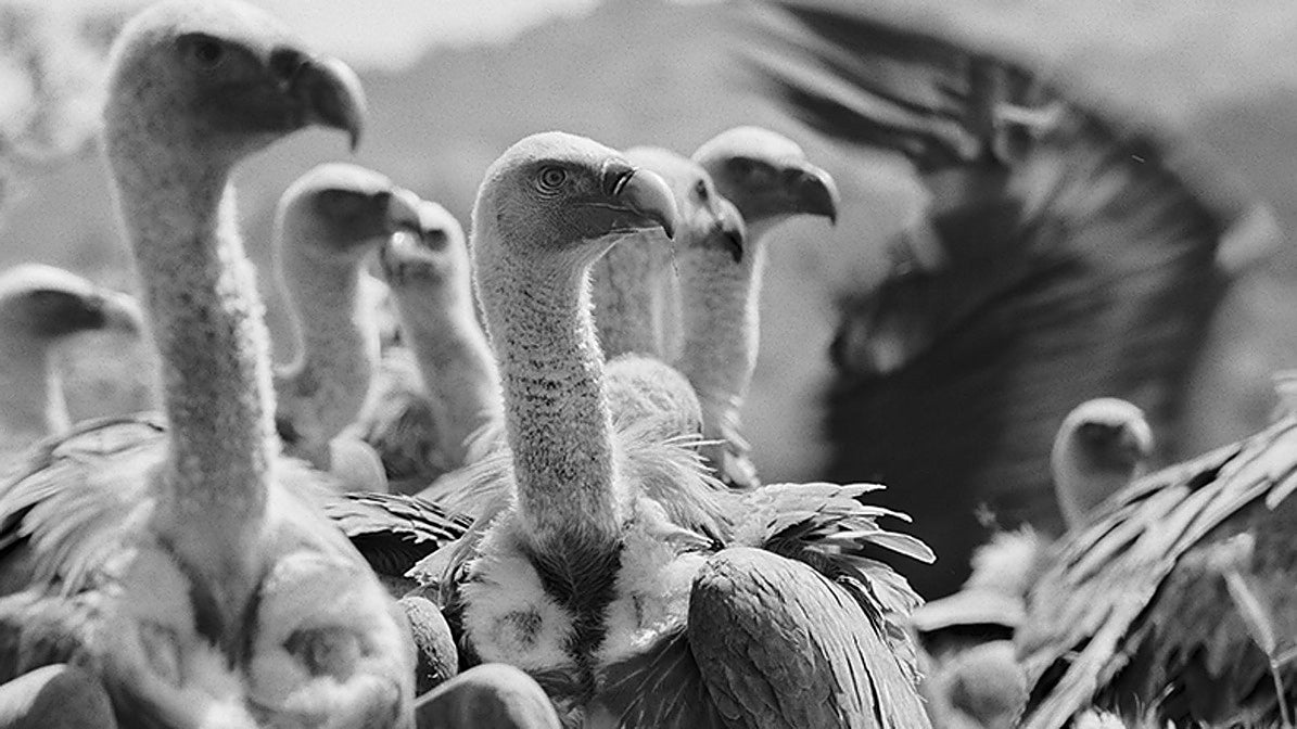 Resurgir en libertad