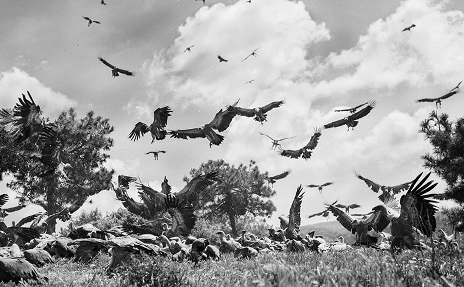 Imagen principal - Resurgir en libertad