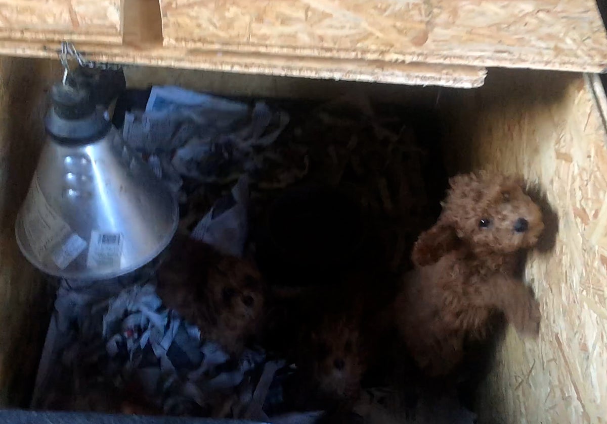 La parcela de los horrores: la Guardia Civil desmantela una trama de venta ilegal de cachorros por toda España y detiene a dos personas