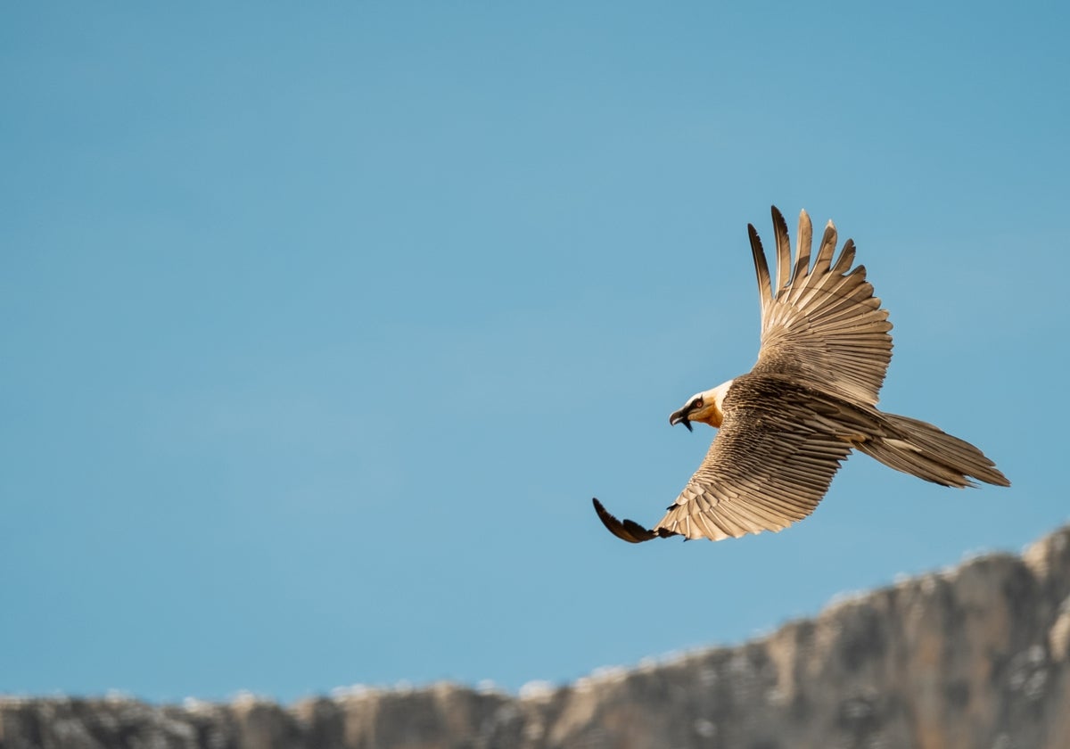 Quebrantahuesos en vuelo