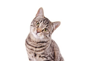 La importancia de un miau: la guía para entender a tu gato