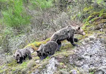 Muere una joven tras ser atacada por un oso que la arrastró a un barranco de difícil acceso en Rumania