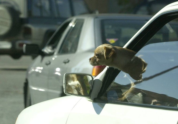 Viajar con tu perro en coche: todo lo que debes saber