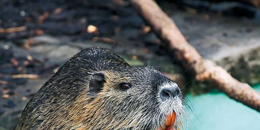 A la caza del coipú, la  rata-nutria  que amenaza los ríos españoles