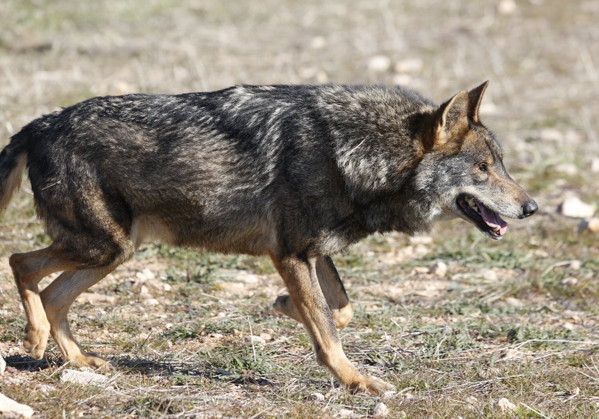 Bruselas ha declarado contraria la ley de Castilla y León que permite la caza del lobo