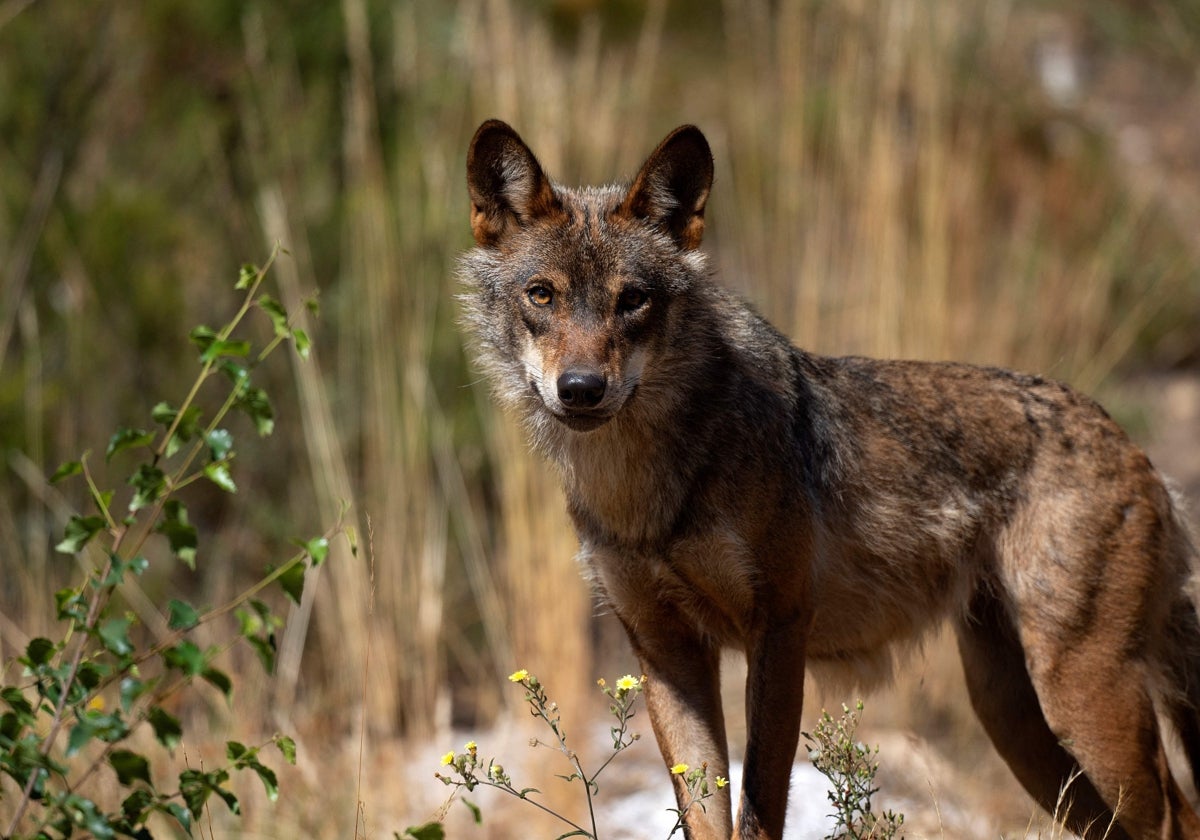 Un lobo ataca a dos niños pequeños en Países Bajos