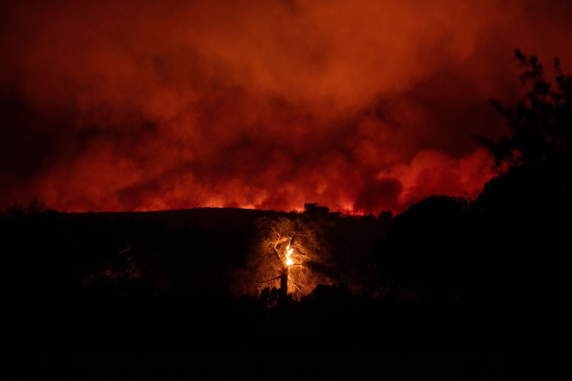 Toda la fauna y flora de la zona está siendo arrasada por el fuego