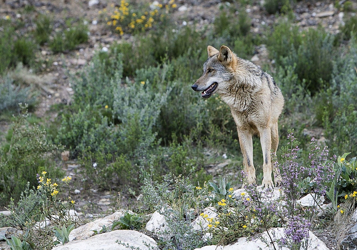 Centro de interpretación conforman el centro del lobo ibérico de Castilla y León