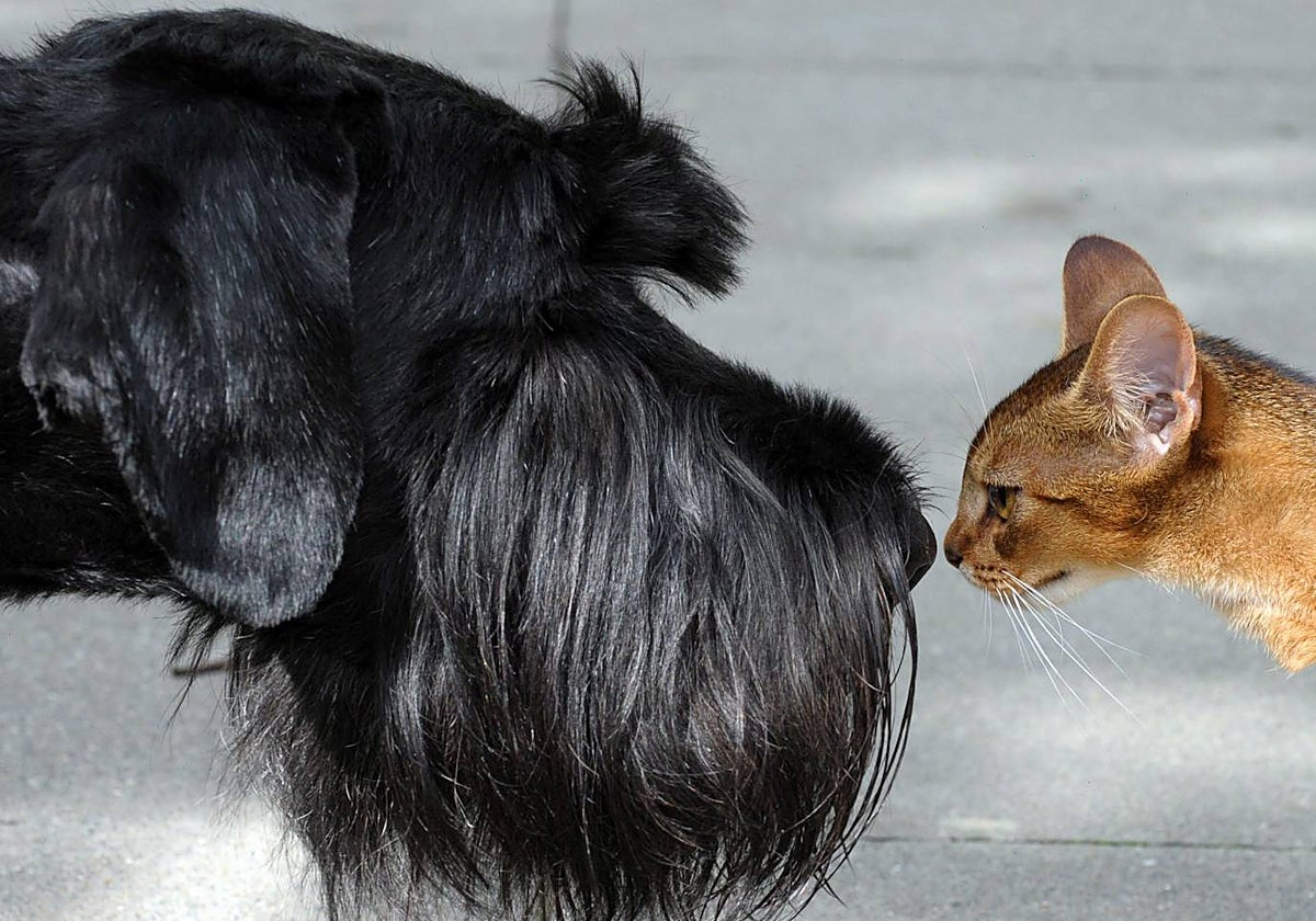 Los perros y gatos gozan de la un «bolsillo» en sus orejas