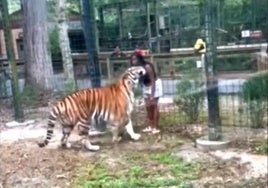 Buscan a una mujer que se coló en el recinto de un tigre para acariciarlo