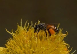 La abeja asiática llega a Europa y amenaza a las especies nativas