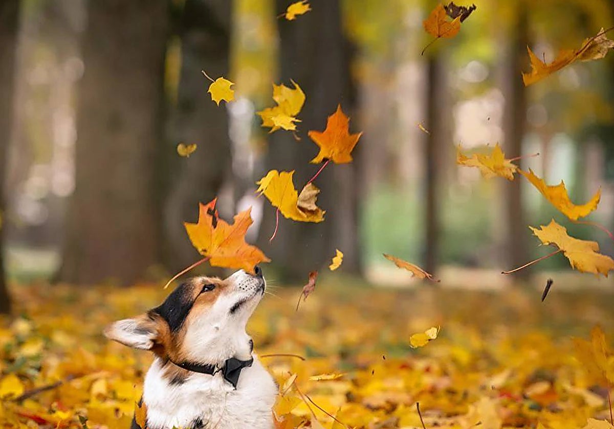 Imagen de un perro jugando con las hojas caídas de los árboles