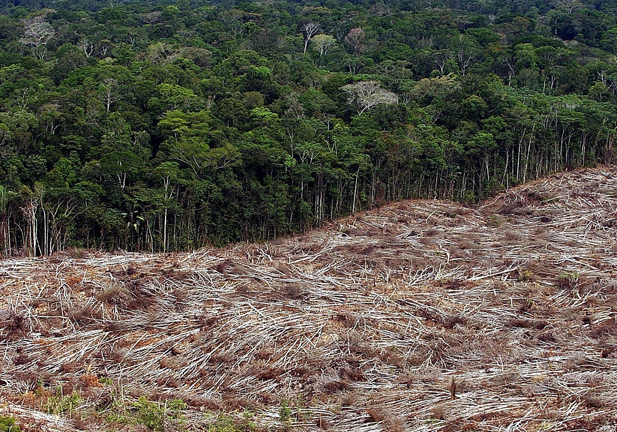 Fotografía de archivo de árboles talados en la selva amazónica
