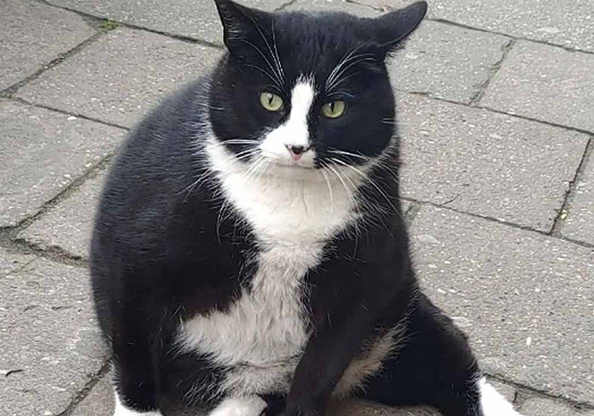 Imagen de archivo de un gato con sobrepeso