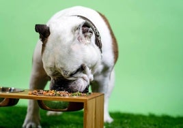 ¿Puedes convertir a tu perro en vegano?