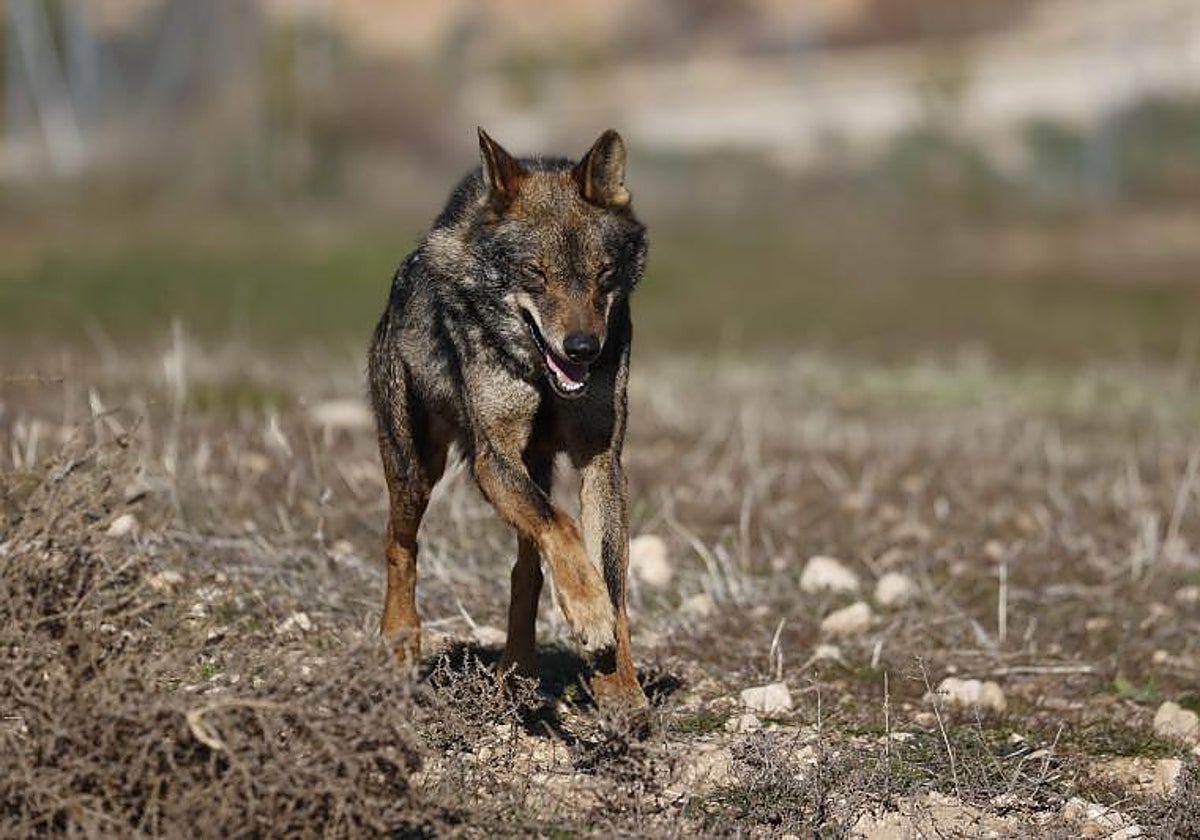 Un lobo ibérico