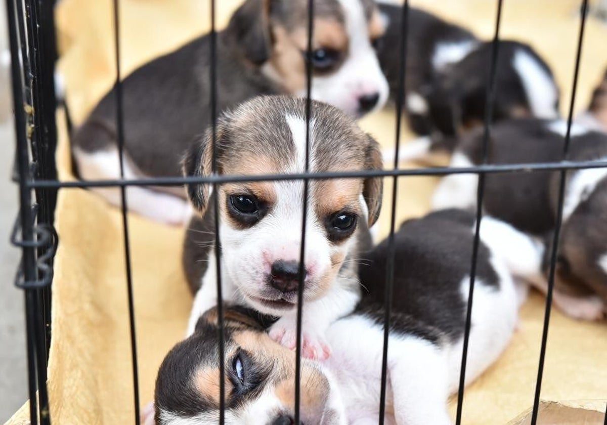 La imagen de perros en jaulas en tiendas estará prohibida desde este domingo