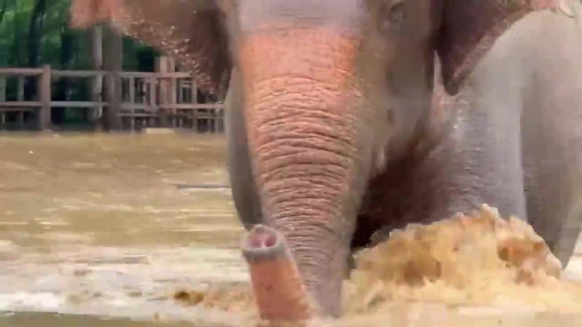 Más de 120 elefantes afectados por las inundaciones en el norte de Tailandia