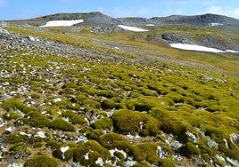 La vegetación se está multiplicando en  la Antártida