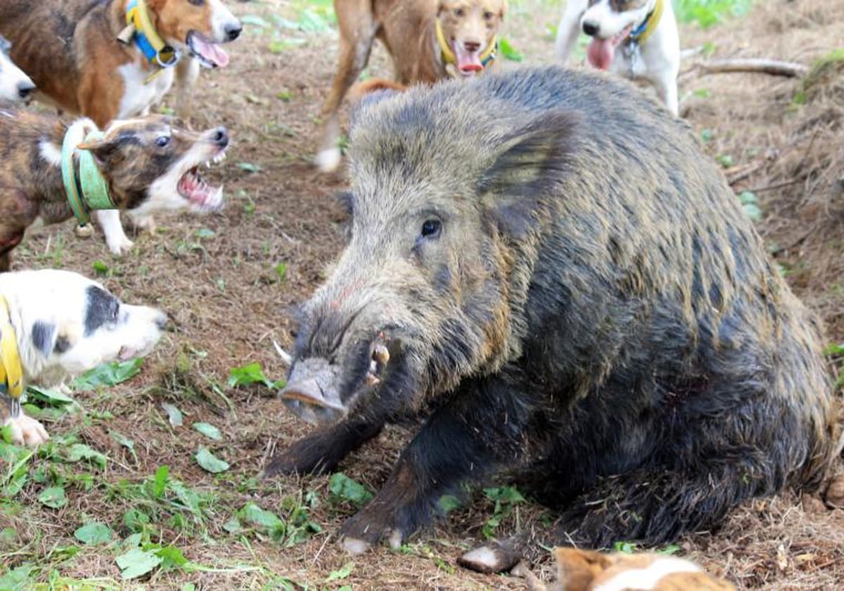 Un jabalí se acula sobre sus cuartos traseros para defenderse de los perros