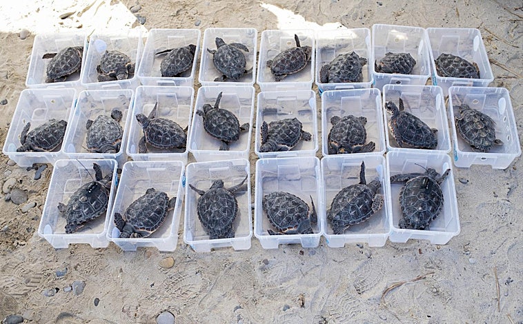 Imagen principal - Arriba, las 22 tortugas bobas a punto de ser soltadas en la playa de Almazora (Castellón). Abajo, tortugas bobas con apenas semanas de vida. Algunas son observadas por los periodistas en el 'Arca del Mar' 