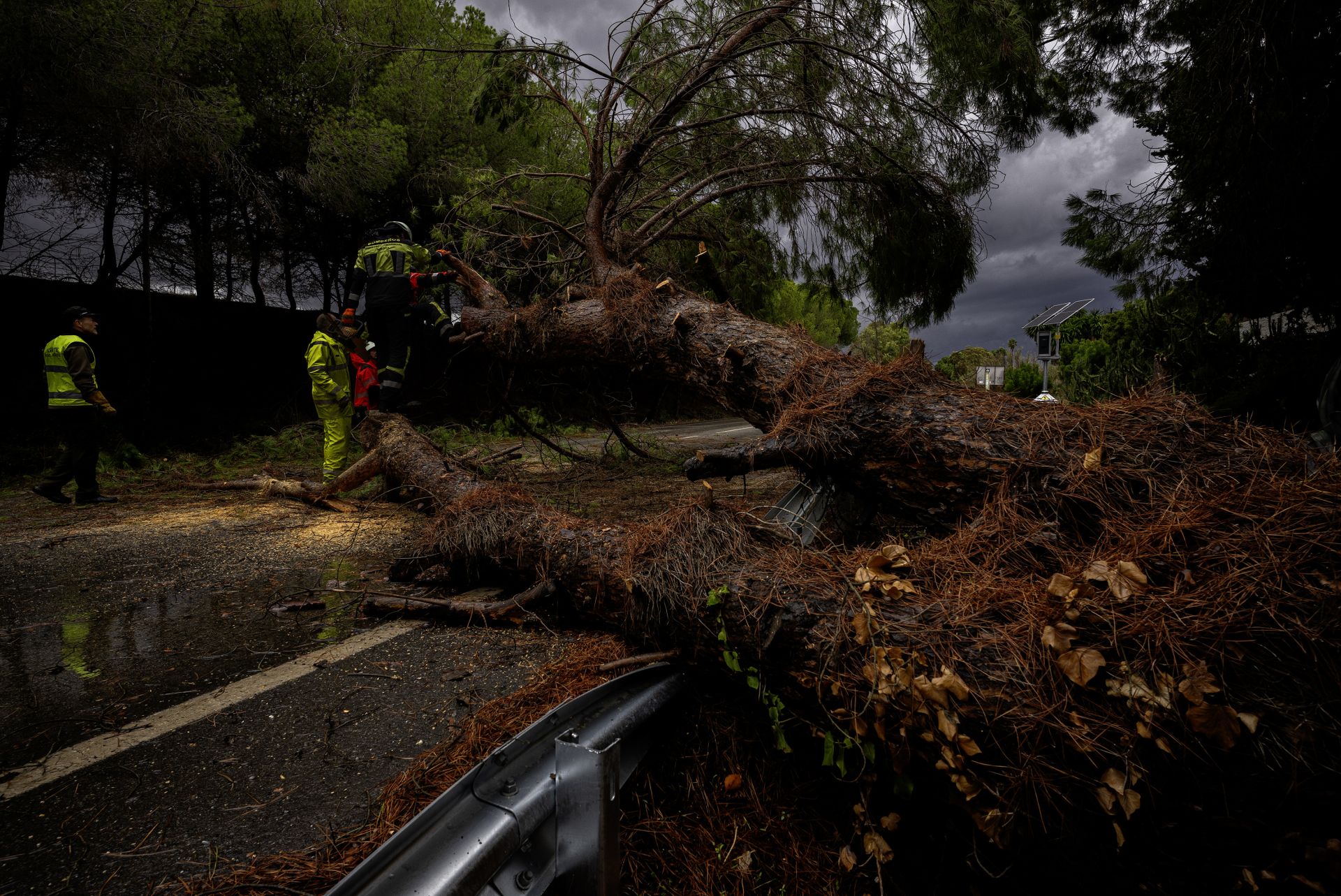 Efectivos del cuerpo de bomberos cortan un árbol de grandes dimensiones que ha caído en la carretera A-7052