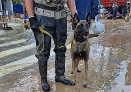 Un perro policía busca desaparecidos en Catarroja: «El olor a muerto no le alerta»