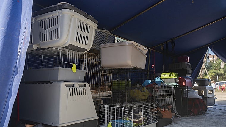 El equipo de fútbol de barrio que ha rescatado 500 animales del barro