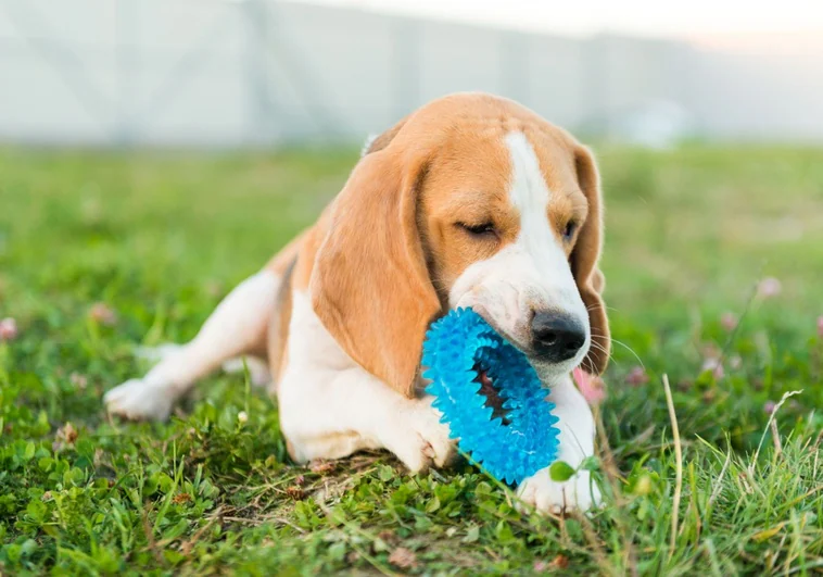 cute-beagle-portrait-R6aa4X1fP4PAekqukU0VFpN-758x531@diario_abc.jpg