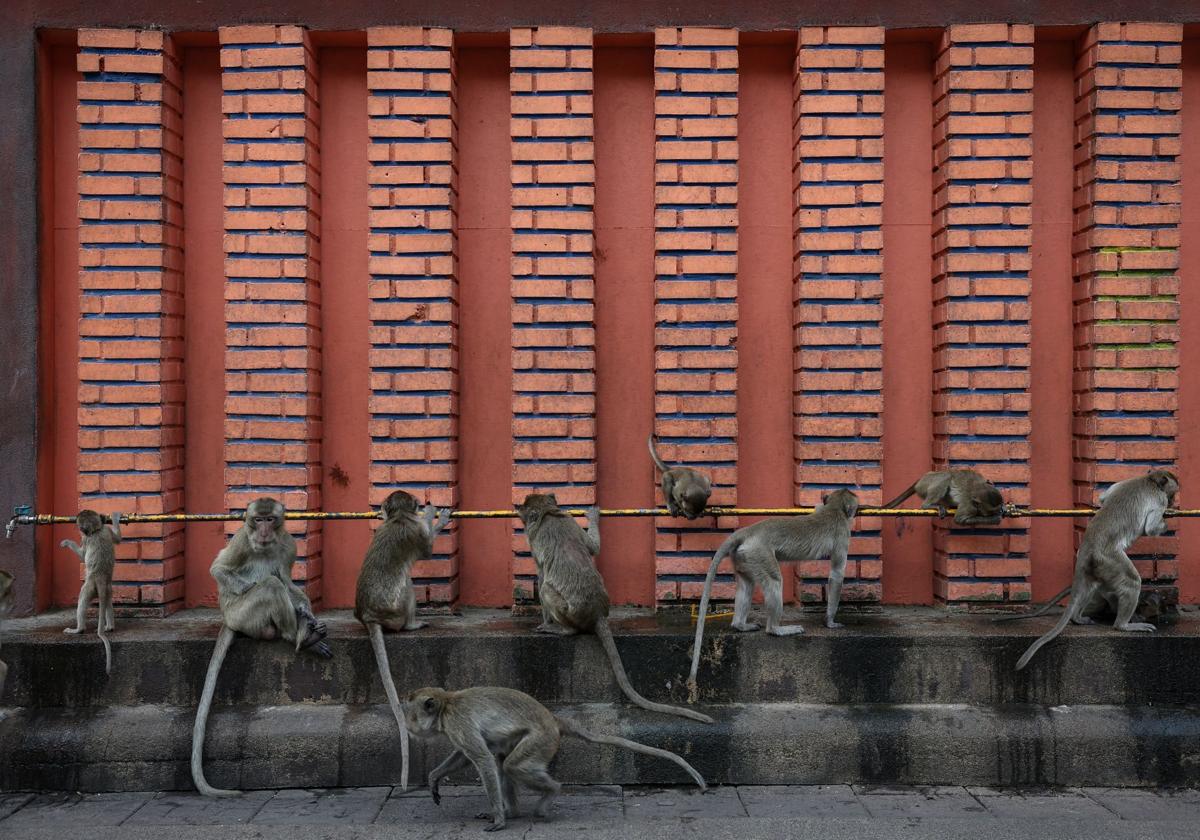 Monos en un templo de Lopburi (Tailandia)