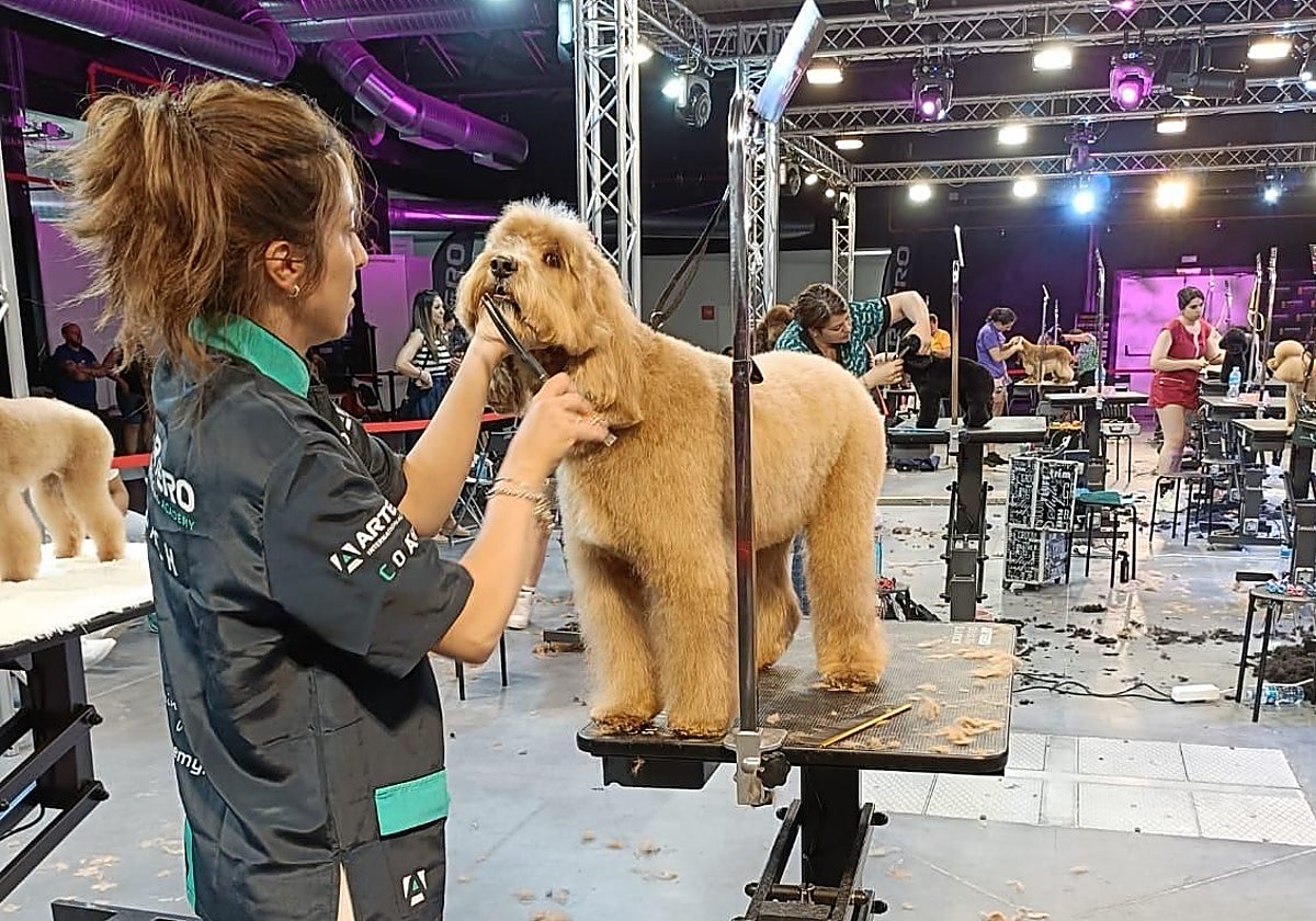 250 perros compiten este fin de semana en el Campeonato Mundial de Peluquería Canina