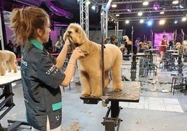 250 perros compiten este fin de semana en el Campeonato Mundial de Peluquería Canina