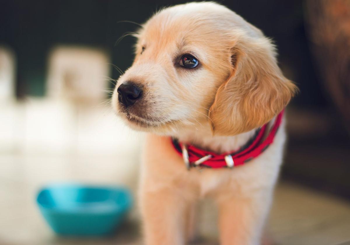 Desde Alcaraz hasta Taylor Swift: estos son los nombres mas populares paras las mascotas en 2024