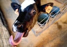 Científicos en EE.UU. buscan una píldora para limitar los eructos de vacas y ayudar al clima