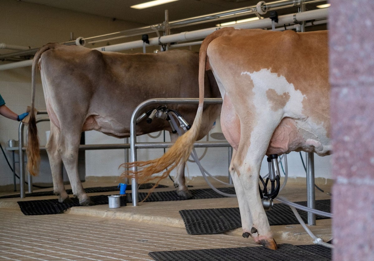 Una vaca conectada a una máquina de ordeño durante la feria estatal de West Allis, Wisconsin (EE.UU.)