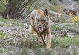 El PP fuerza al Gobierno a dar la cara tras caer la protección internacional del lobo