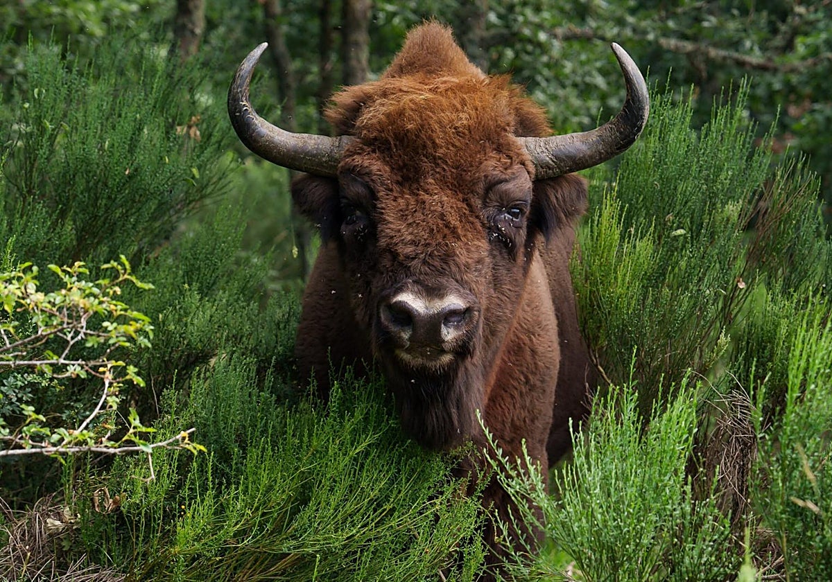 Un bisonte pasta en una reserva situada junto al pueblo de San Cebrián de Mudá (Palencia)